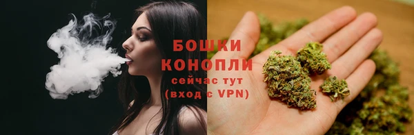 прущие грибы Надым