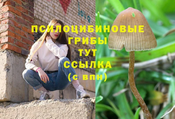прущие грибы Михайлов